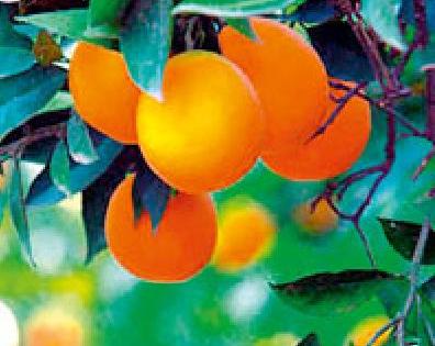 Orange kayadimol, marketing of vanava | संत्रा कवडीमोल, मार्केटिंगची वानवा Orange kayadimol, marketing of vanava | संत्रा कवडीमोल, मार्केटिंगची वानवा
