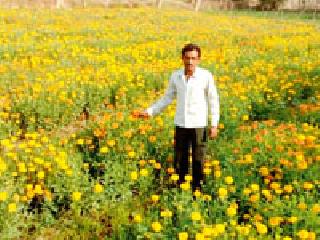 Flowers grow | फुलशेतीने वाढविले उत्पन्न