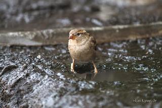 Drinking water from thirsty youth for thirsty birds | तहानलेल्या पक्ष्यांसाठी वाईतील तरुणांकडून पसरणी घाटात पाण्याची सोय