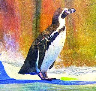 Now penguin gets to Mumbai ... | आता पेंग्विन मुंबईकर झाले...