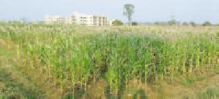 Green jowar: | हिरवीगार ज्वारी : Green jowar: | हिरवीगार ज्वारी :