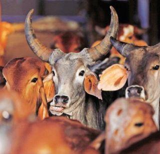 Answer in 10 days on cow slaughter, Supreme Court order | गोवंश हत्याबंदीवर 10 दिवसांत उत्तर द्या, सर्वोच्च न्यायालयाचा आदेश