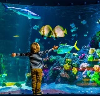 Aquarium to be built by TDR | टीडीआर देऊन बांधणार मत्स्यालय