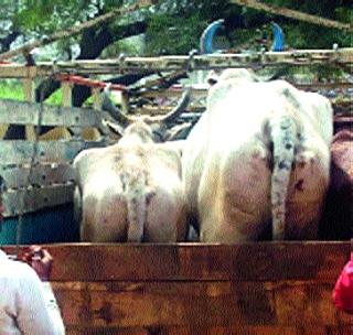 Four animals taken for slaughter | कत्तलीसाठी नेल्या जाणा-या चार जनावरांना जीवदान