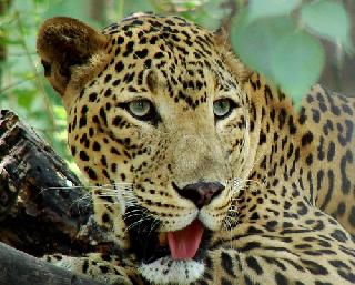 Niphad is killed in a leopard attack | निफाडला बिबट्याच्या हल्ल्यात बालिका ठार Niphad is killed in a leopard attack | निफाडला बिबट्याच्या हल्ल्यात बालिका ठार