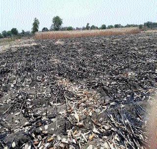 Maize picas fire | मका पिकास आग