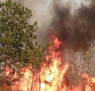 Fire burns in the Hartale forest | हरताळे जंगलातील अग्नी तांडव सुरूच