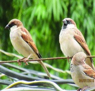 626 sparrows recorded in Mahad city | महाड शहरात ६२६ चिमण्यांची नोंद