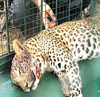 Dogs injured in dogs attack | कुत्र्यांच्या हल्ल्यात बिबट्या जखमी Dogs injured in dogs attack | कुत्र्यांच्या हल्ल्यात बिबट्या जखमी
