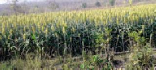 Farmers' move to cultivate sorghum | ज्वारीच्या लागवडीकडे शेतकऱ्यांचा कल