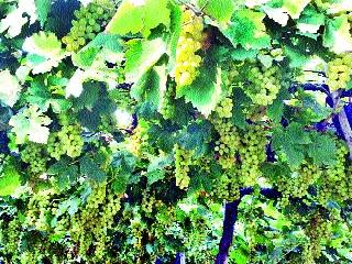 Productive concern due to drop in grape down | द्राक्षाचे दर घसरल्याने उत्पादक चिंतित