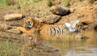 Tiger storage: | वाघाचे जलविहार :