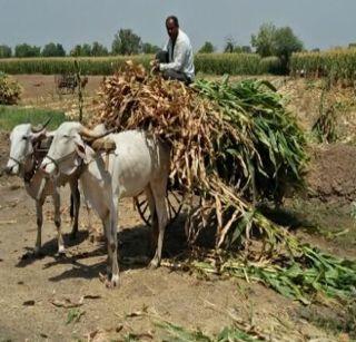 New Fund for the Employees .. 'Cut Maize and Take Fodder' | मजुरासाठीचा नवा फंडा..‘ मका तोडून द्या आणि चारा घेवून जा’