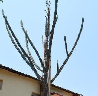 The country's tallest citrus sprouts! | देशातील सर्वात उंच निवडुंगाला फुटला कोंब!