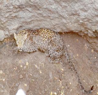 Trying to remove the leopard from the well | बिबट्याला विहिरीतून काढण्यासाठी शर्थीचे प्रयत्न