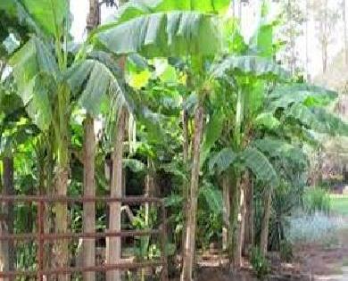 The area of ​​banana cultivation increased in Jalgaon district | जळगाव जिल्ह्यात केळी लागवडीचे क्षेत्रफळ वाढले