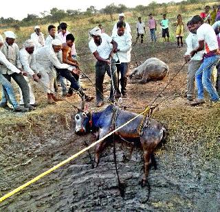 The bull's banner concludes in the well | बैलांच्या झुंजीचा समारोप विहिरीत