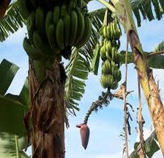 Banana planting technique determines water planning | पाण्याच्या नियोजनावरच ठरते केळी लागवडीचे तंत्र