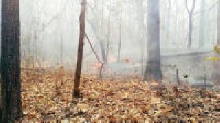 Jungle fires in the Adpoli area | अडपल्ली परिसरातील जंगलाला आग