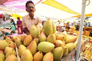 Yellow flown in the market 'Totapuri' | पिवळाधमक ‘तोतापुरी’ बाजारात दाखल