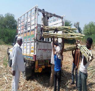 Mudi sugarcane reached Madhya Pradesh and Gujarat | मुडीच्या उसाचा गोडवा मध्यप्रदेश व गुजराथमध्ये पोहचला