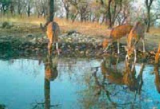 Artificial waterfalls in Chandurrelv forest section | चांदूररेल्वे वनविभागात कृत्रिम पाणवठे