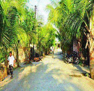 'Coconut home there'! | ‘घर तेथे नारळाचे झाड’!