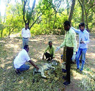 In two months, 300 animals and birds of the city have incised heat stroke | दोन महिन्यांत शहरातील ३०० पशू-पक्ष्यांना उष्माघात