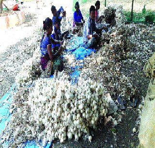 Water brought to the eye of farmers in white eyes | पांढऱ्या कांद्याने आणले यंदा शेतकऱ्यांच्या डोळ्यांत पाणी