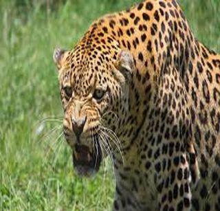 Hail's fodder scattered by leopard in Alwadi Shivar | अलवाडी शिवारात बिबटय़ाने पाडला हरणाचा फडशा