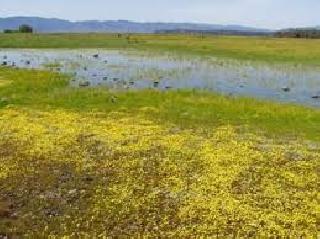 The perennial lake came | बारमाही तलाव आटले The perennial lake came | बारमाही तलाव आटले