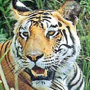 Tigers panic in Gangasagar Hetti area | गंगासागर हेटी परिसरात वाघाची दहशत