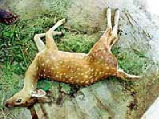 Chital killed in Pane village | पाण्यासाठी गावात आलेला चितळ ठार