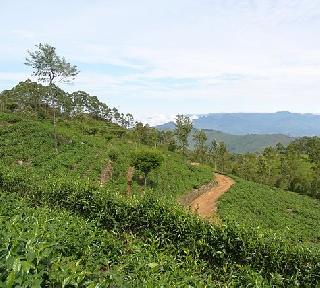 The watery mountain was made to the mountain | बोडक्या डोंगराला केलं पाणीदार