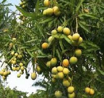 Mango Damage around Thirteen Crore Government | तेरा कोटीच्या आसपास आंबा नुकसान भरपाई शासनदरबारी