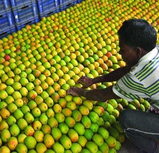 Carnatic Mango in the name of Hapus | हापूसच्या नावाने कर्नाटकी आंबा