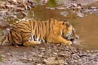 Water shortage in forest area is acute | वन क्षेत्रातील पाणीटंचाई तीव्र Water shortage in forest area is acute | वन क्षेत्रातील पाणीटंचाई तीव्र