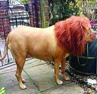 Have you seen such a lion? | असा सिंह पाहिला आहे का तुम्ही? Have you seen such a lion? | असा सिंह पाहिला आहे का तुम्ही?