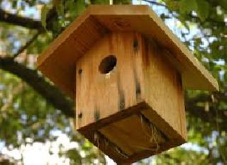 For a bird conservation 'One nest binds to chai'! | पक्षी संवर्धनासाठी ‘एक घरटं बांधा चिऊसाठी’! For a bird conservation 'One nest binds to chai'! | पक्षी संवर्धनासाठी ‘एक घरटं बांधा चिऊसाठी’!