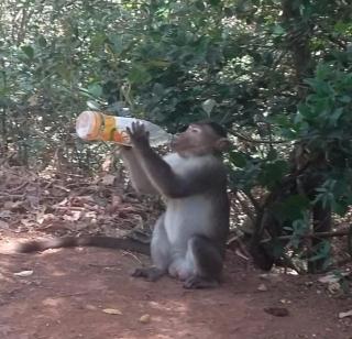 Bottled water cracked by thirsty apes | तहानलेल्या वानराकडून बाटलीतलं पाणी क्षणात फस्त