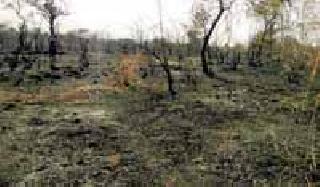 Sparks blown out of Rohit 11 hectare area burnt | रोहित्रामधून उडाली ठिणगी ११ हेक्टर क्षेत्र जळून खाक