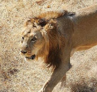 Highway for the lion flock! | सिंहांच्या कळपासाठी महामार्ग थबकला!