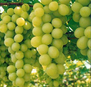 Exportable grape rates get off | निर्यातक्षम द्राक्षांचे दर उतरले