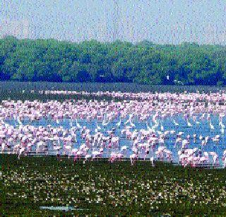 Meet the Pink Guests at the 'Flamingo Festival' | ‘फ्लेमिंगो फेस्टिव्हल’मध्ये भेट गुलाबी पाहुण्यांशी