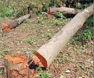 Smokeless pests of yellow wood | सागवान वृक्षाला तस्करीची कीड Smokeless pests of yellow wood | सागवान वृक्षाला तस्करीची कीड