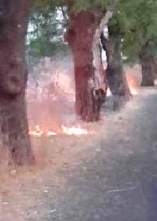 Illegal tree trunk by planting fire on trees | झाडांच्या बुंध्यांशी आग लावून अवैध वृक्षतोड