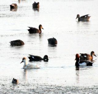 The great red carpet found in the Hathnak dam | हतनुर धरणात आढळली मोठी लालसरी