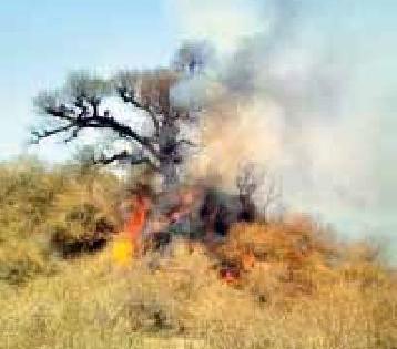 Farm, dust, fire, danger to trees | शेत, धुऱ्यावरील आगीने वृक्षांना धोका