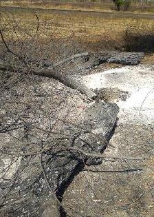 Illegal tree trunk of highway! | महामार्गालगत अवैध वृक्षतोड ! Illegal tree trunk of highway! | महामार्गालगत अवैध वृक्षतोड !