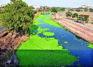 Green water on blue water, | निळ्या पाण्यावर हिरवे गालीचे,